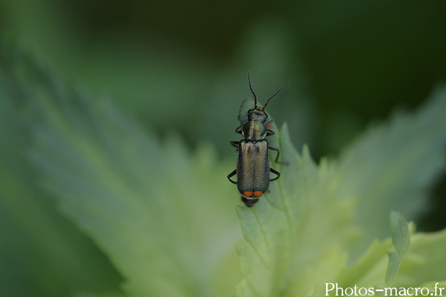 Clanoptilus elegans