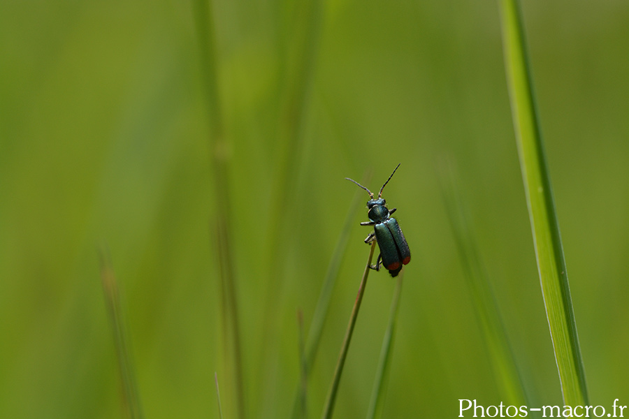 Malachius bipustulatus