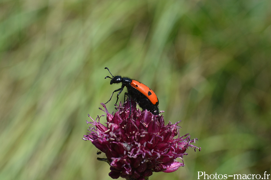 Mylabris quadripunctata