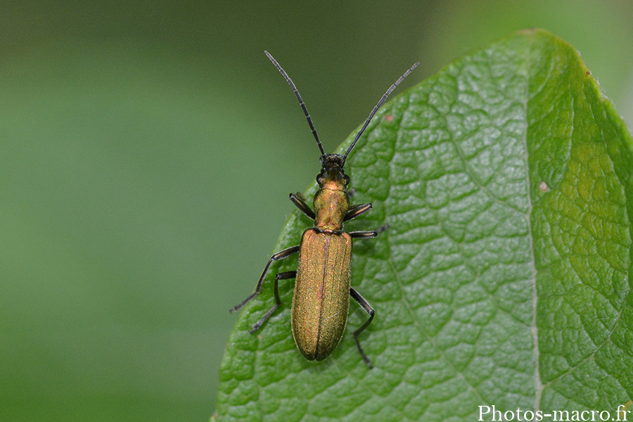 Chrysanthia viridissima