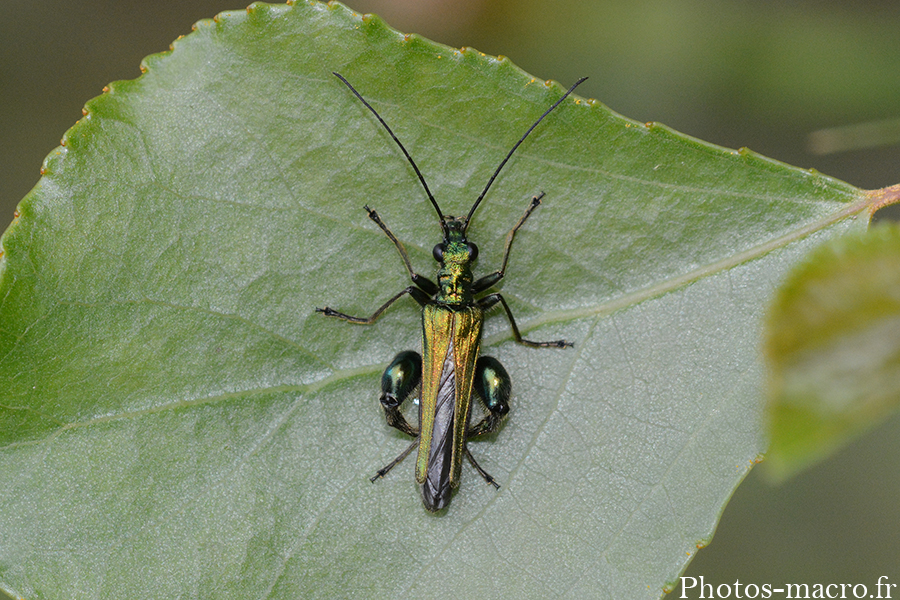 Oedemera nobilis