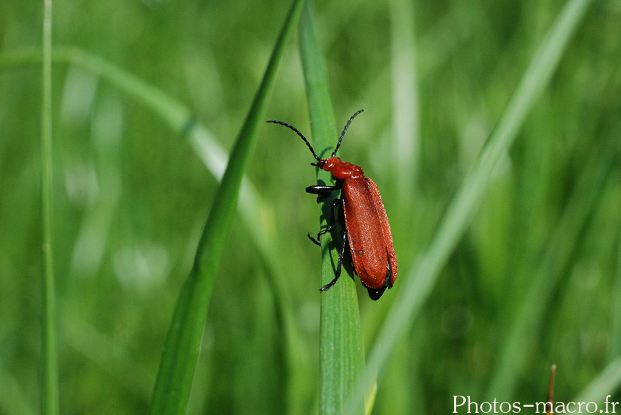 Pyrochroa serraticornis