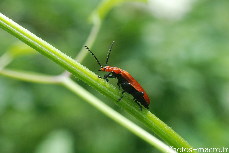 Pyrochroa serraticornis