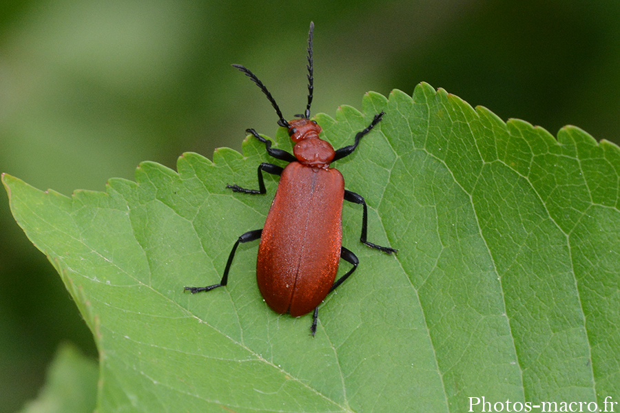 Pyrochroa serraticornis