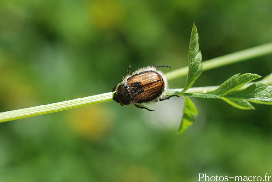 Anisoplia villosa