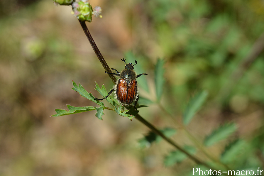 Anisoplia villosa