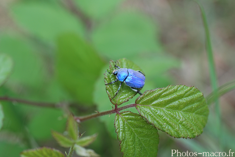 Hoplia coerulea