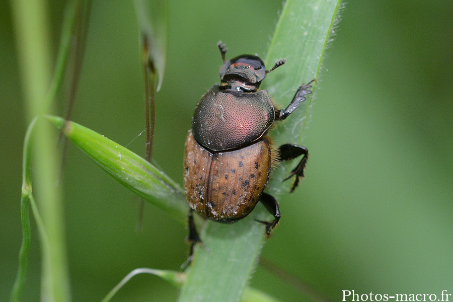 Onthophagus lemur