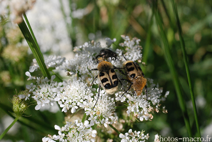 Trichius rosaceus