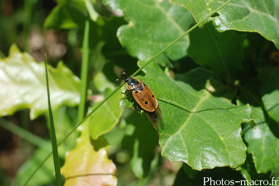 Dendroxena quadrimaculata