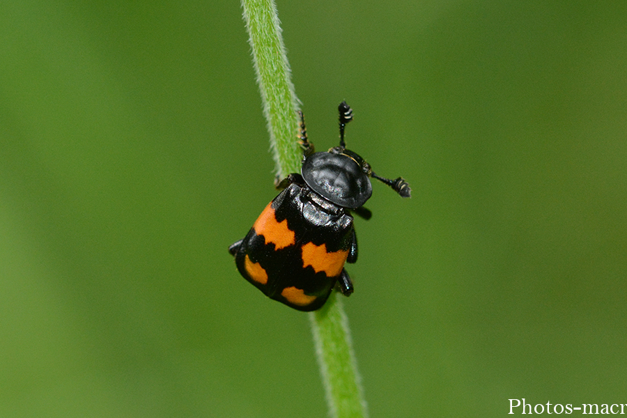 Nicrophorus vespilloides