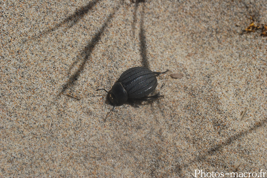 Pimelia bipunctata