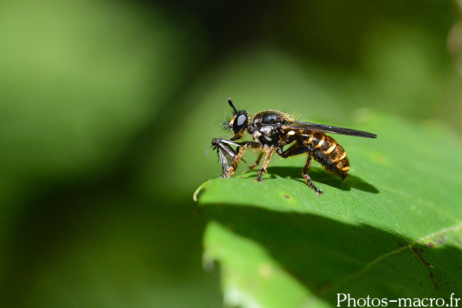 Choerades marginata