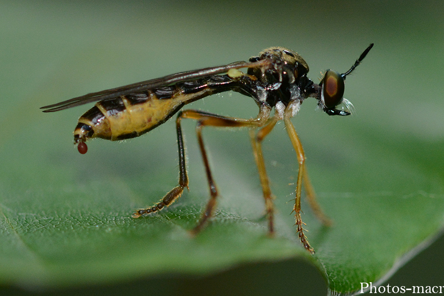 Dioctria hyalipennis