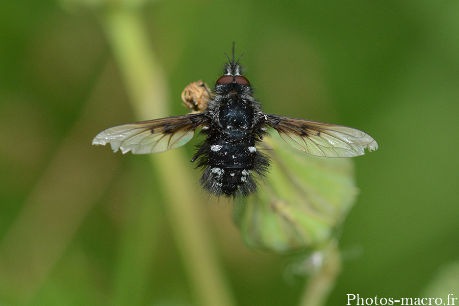 Bombylella atra