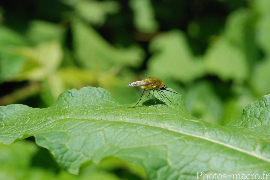 Bombylius sp