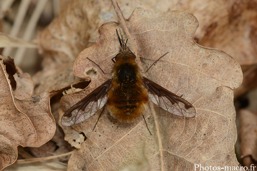 Bombylius major