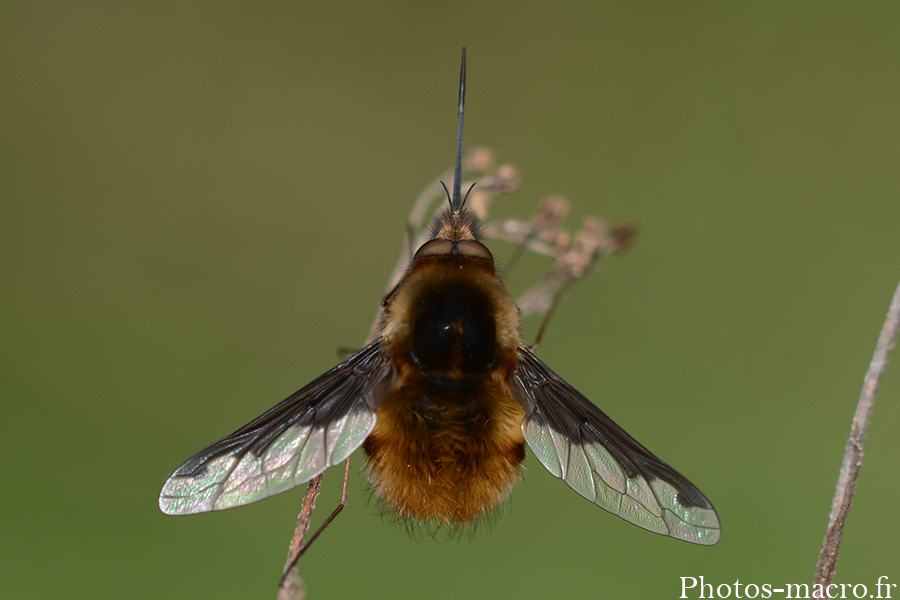 Bombylius major