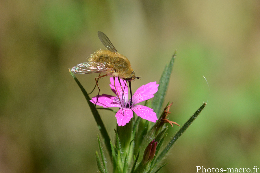 Bombylius minor