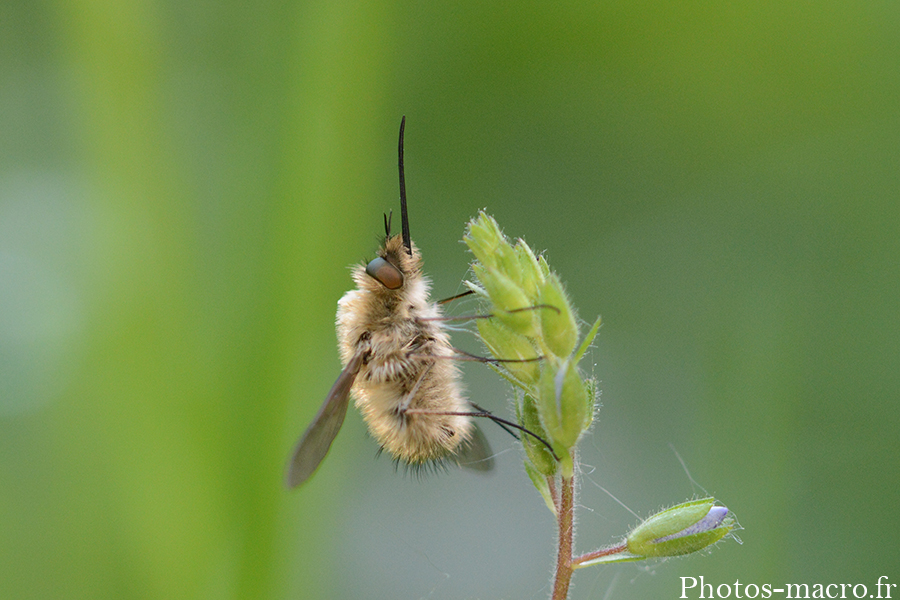 Bombylius minor