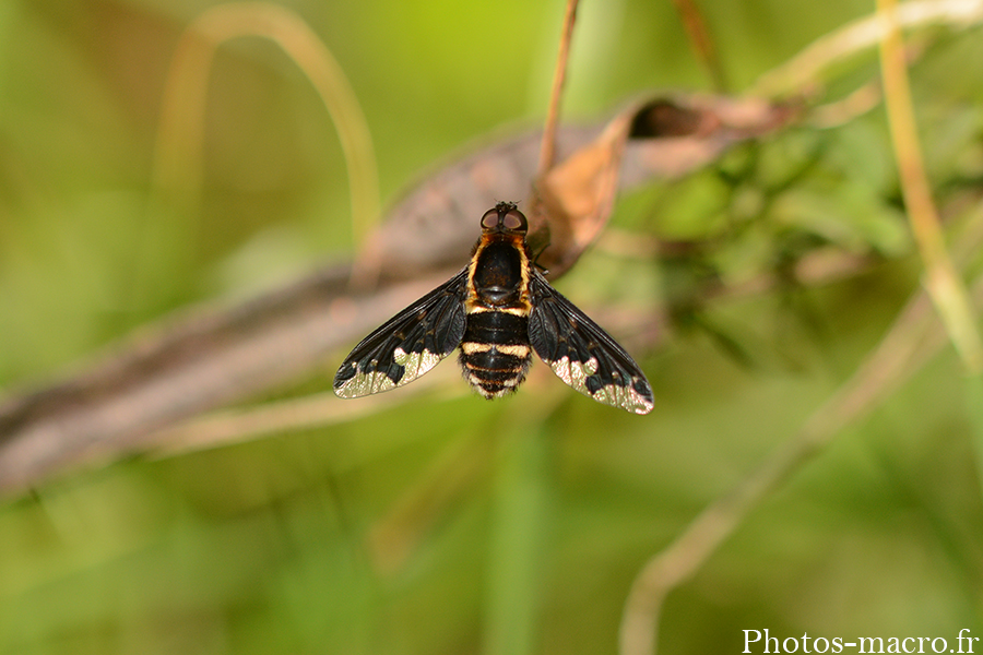 Hemipenthes maura