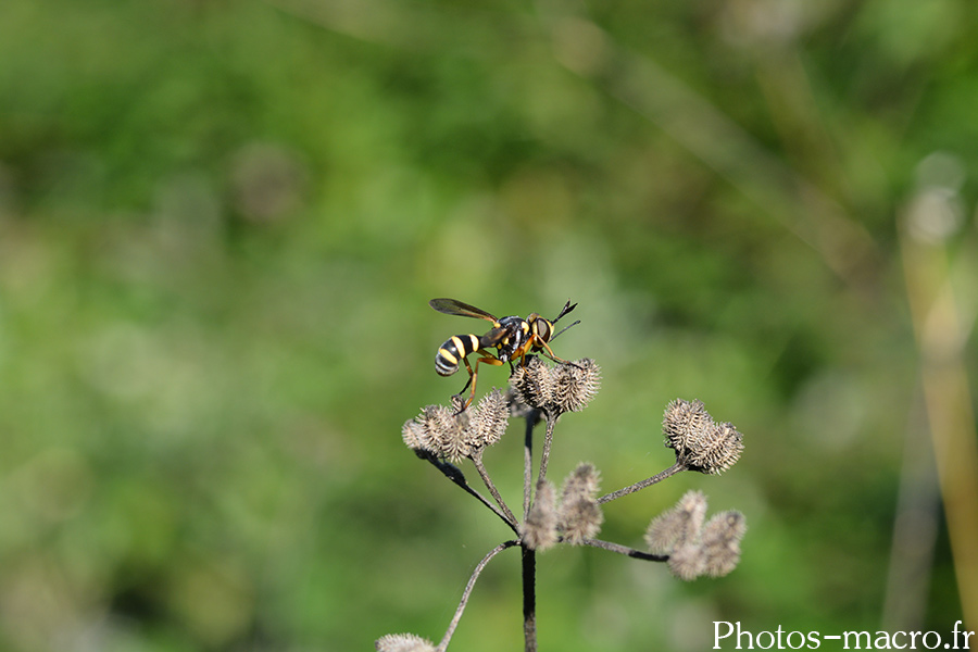 Conops quadrifasciatus