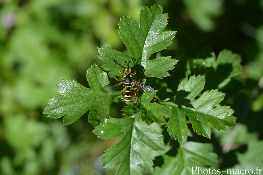 Conops quadrifasciatus