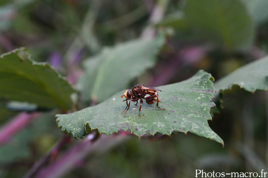 Sicus ferrugineus