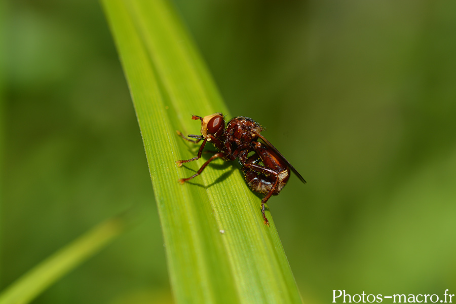 Sicus ferrugineus