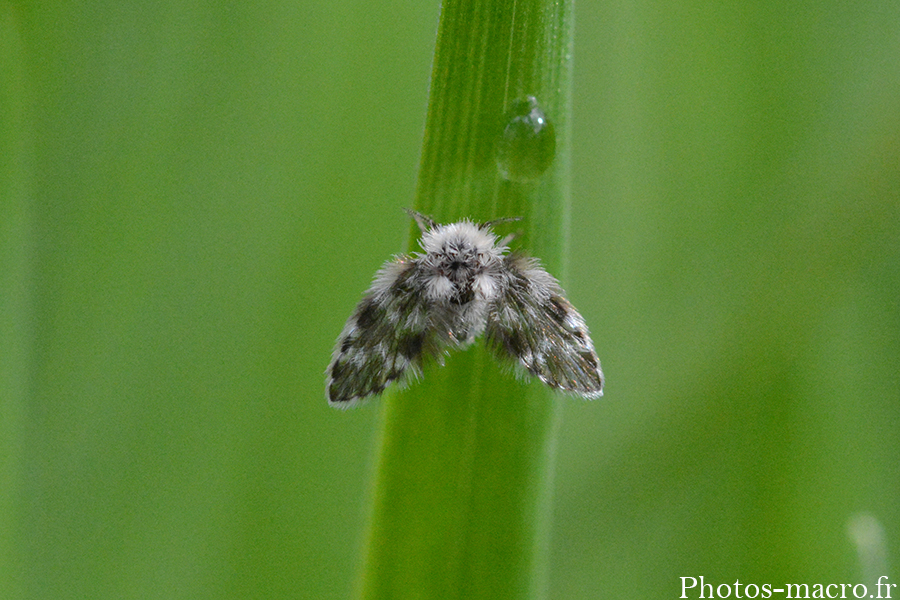 Ulomyia fuliginosa