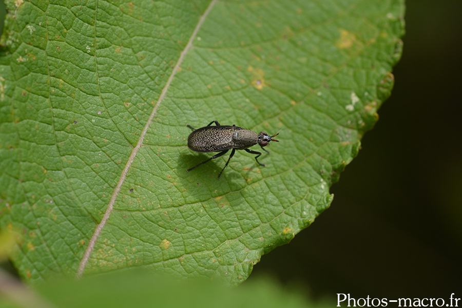 Coremacera marginata