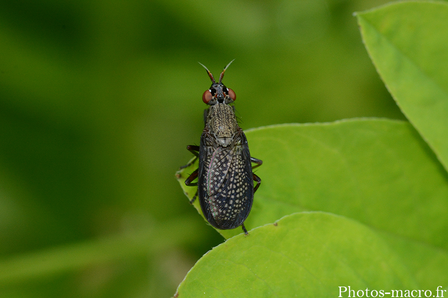 Coremacera marginata