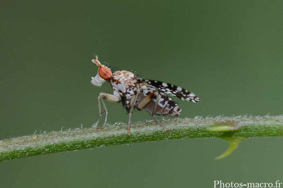 Trypetoptera punctulata