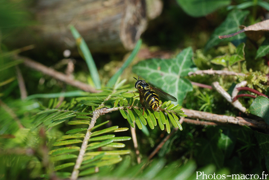 Chrysotoxum elegans