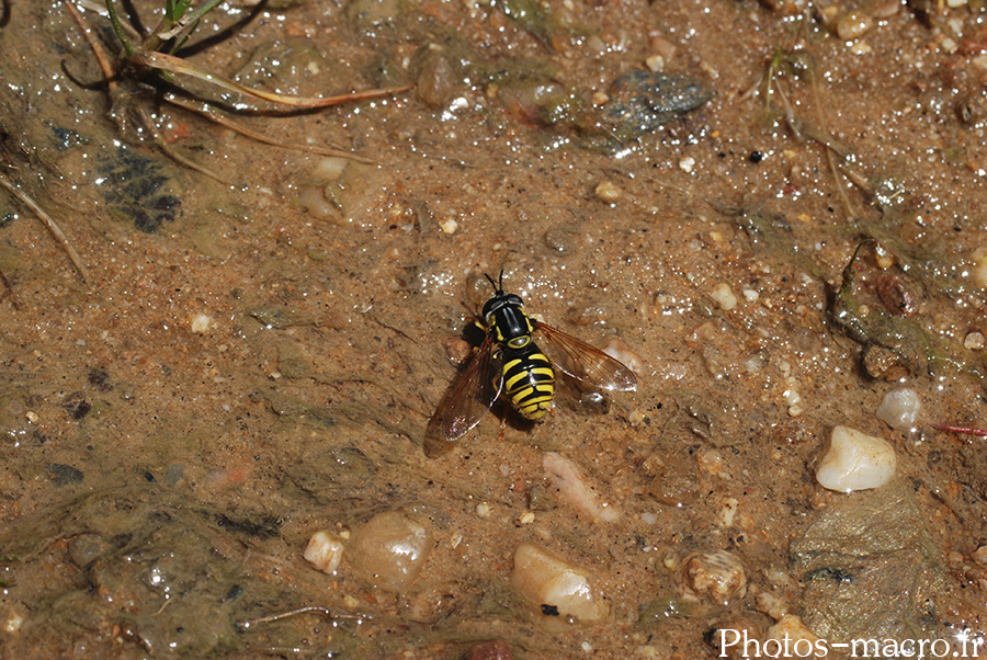 Chrysotoxum elegans