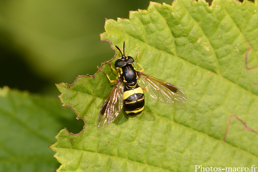 Chrysotoxum bicinctum