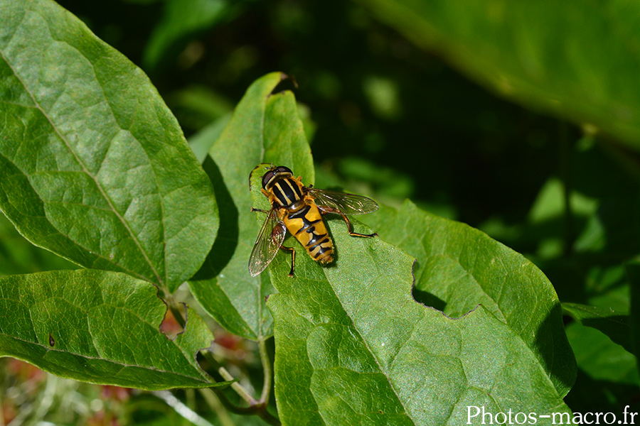 Helophilus pendulus