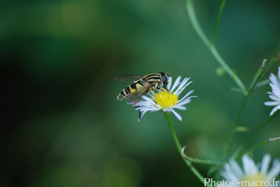 Helophilus-trivittatus