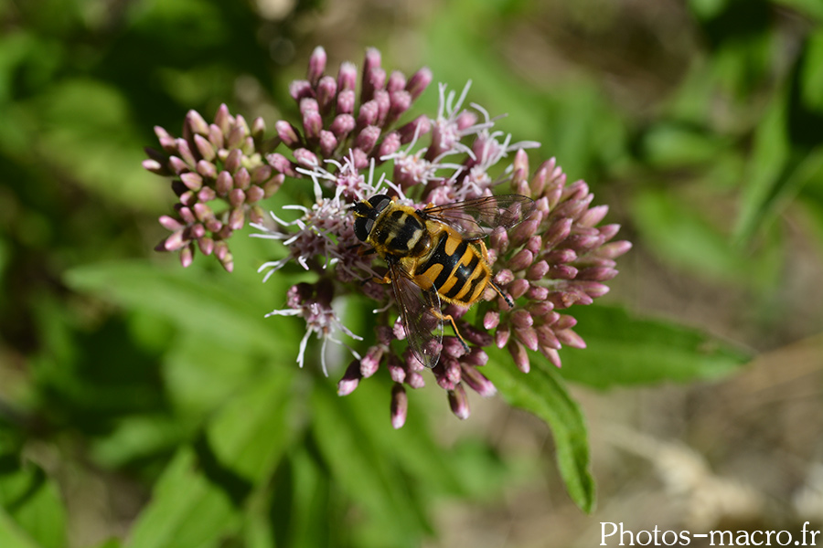 Myathropa florea