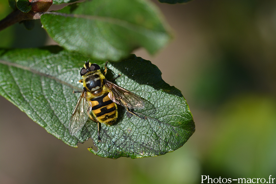 Myathropa florea