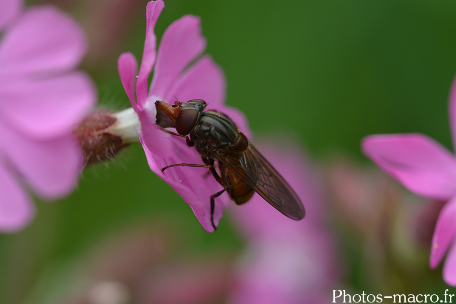 Rhingia campestris