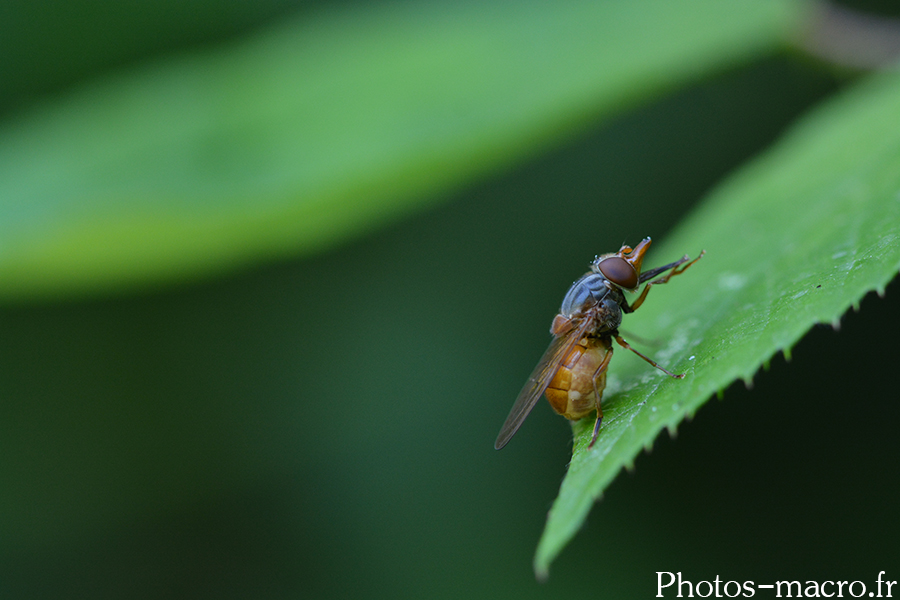 Rhingia campestris