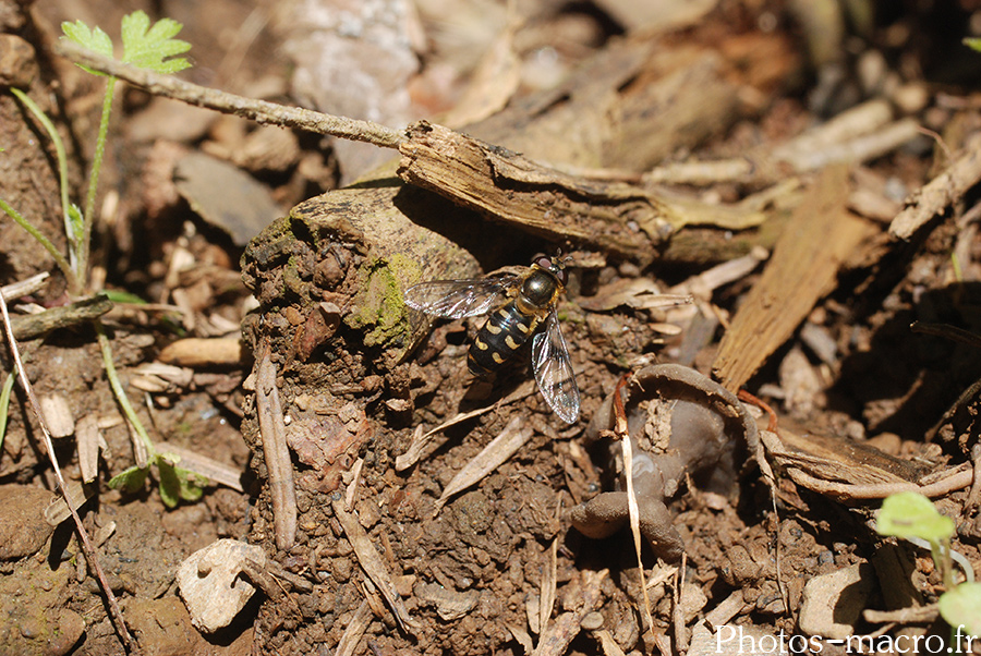 Scaeva selenitica