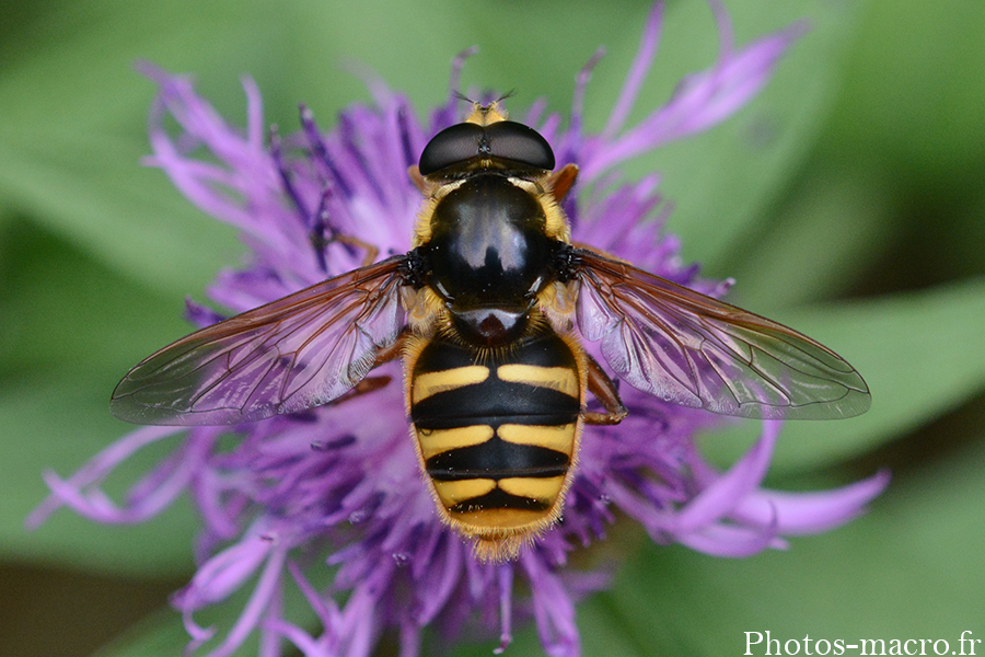 Sericomyia silentis