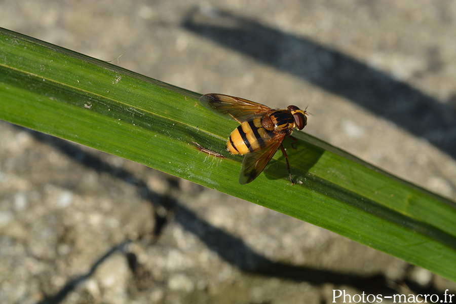 Volucella inanis