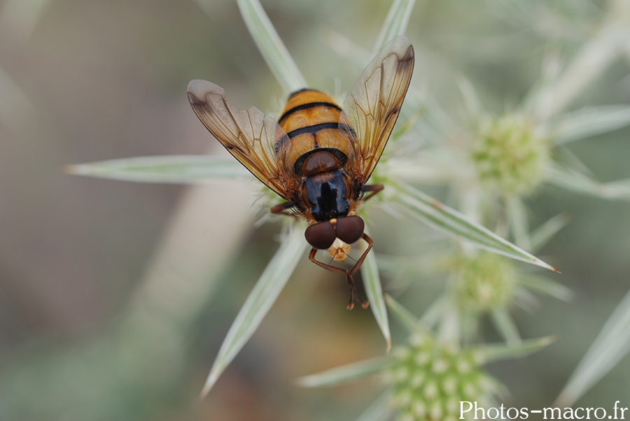 Volucella inanis