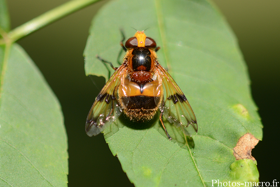 Volucella inflata