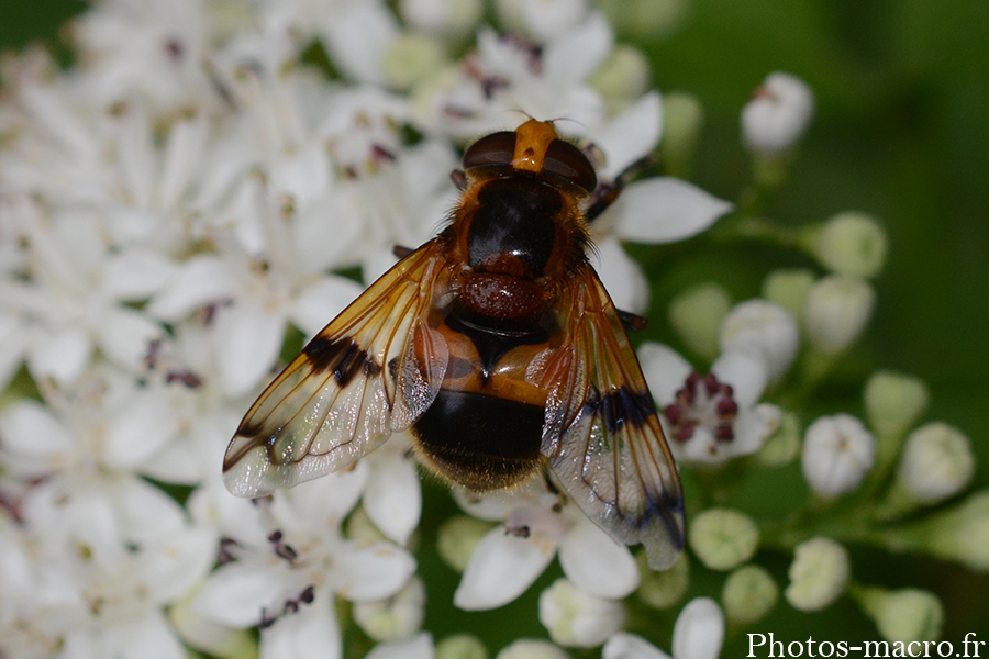 Volucella inflata