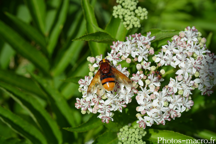 Volucella zonaria