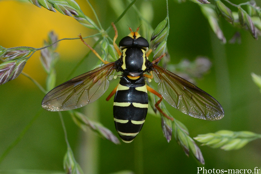 Xanthogramma citrofasciatum